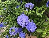 1000 Pcs Magic Carpet Blue Creeping Thyme Ground
