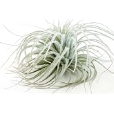 Jumbo Tectorum Ecuador Air Plant - Live Tillandsia Succulent House Plants - Available in Wholesale and Bulk - Home and Garden Decor - Easy Care Indoor/Outdoor Air Plants