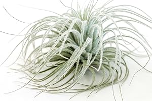 AIR PLANT SHOP Jumbo Tectorum Ecuador Air Plant - Live Tillandsia Succulent House Plants - Available in Wholesale and Bulk - Home and Garden Decor - Easy Care Indoor/Outdoor Air Plants