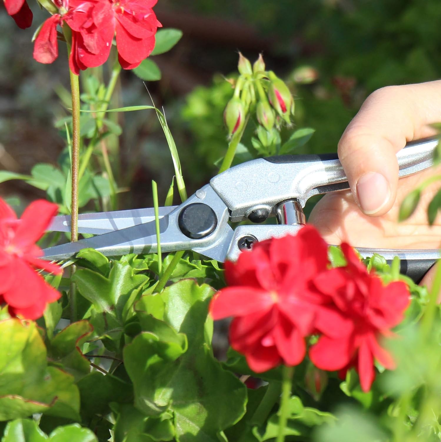 TABOR TOOLS K18A Pruning Shears with Straight Japanese Style Blades, Florist Scissors, Multi-Tasking Garden Snips for Arranging Flowers, Trimming Plants and Harvesting Herbs, Fruits or Vegetables. : Garden & Outdoor