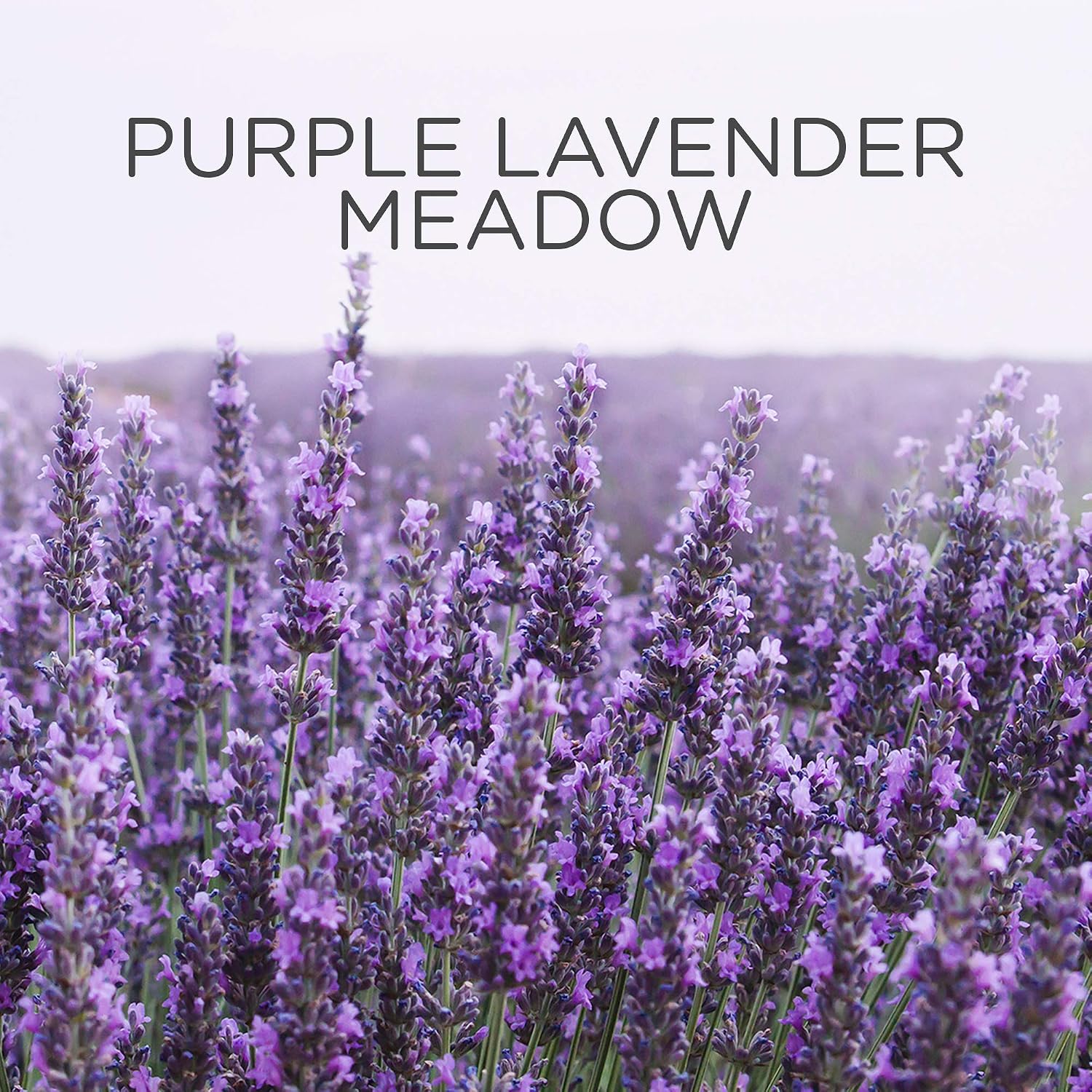 Airwick Scented Oil Warmer & Refill, Purple Lavender Meadow, 19 ml, Purple,Red - Image 5