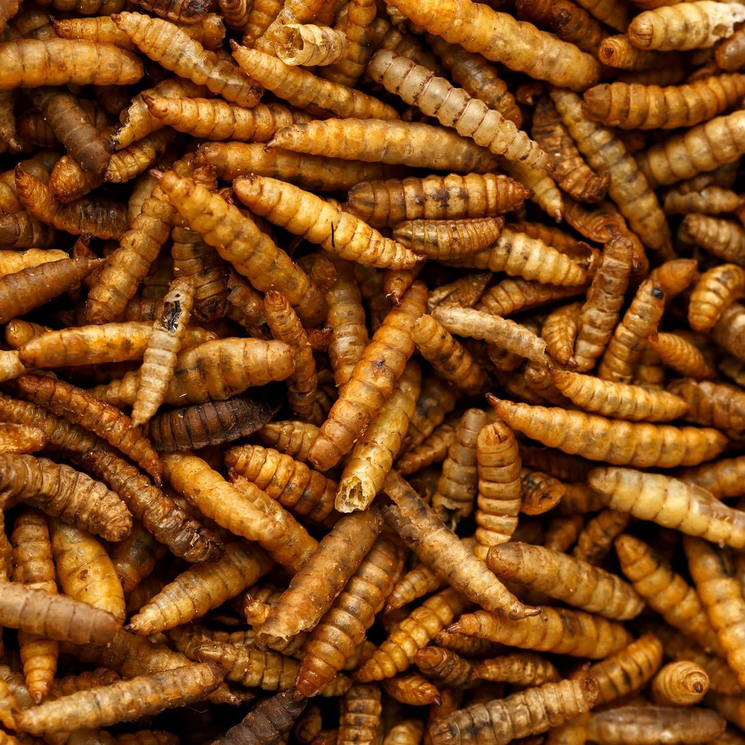 UK GROW Premium - 3L -Calci worms/Black soldier fly lave Similar to Dried Mealworms (3L)