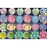 Meryi Succulent Plants Jigsaw Puzzles for Adults 1000 Piece, Adult Children Intellective Educational Toy DIY Collectibles Mod