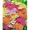 KIRA SEEDS - Seeds Yarrow Colorado Mix - Achillea - Perennial Flowers for Planting