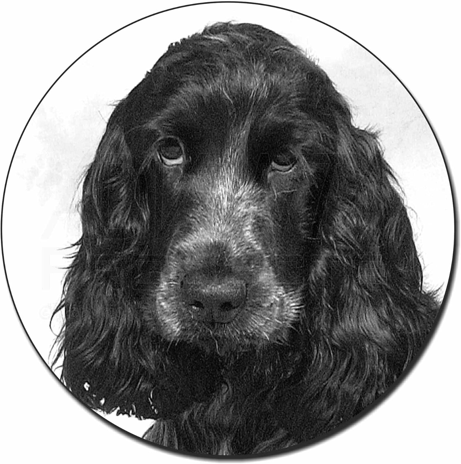 roan spaniel