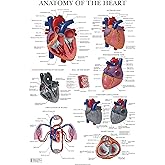 Palace Learning Heart Anatomy Poster - LAMINATED - Anatomical Chart of the Human Heart - 18" x 24"