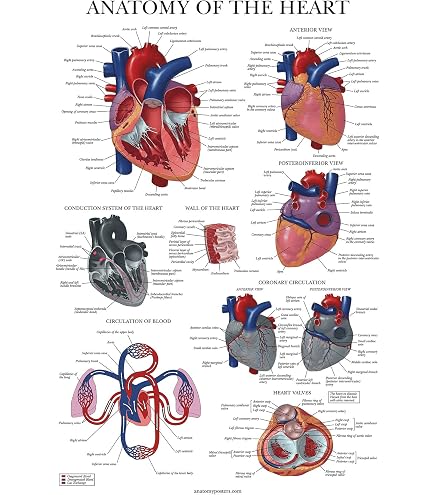 Human Heart Circulatory System Diagram Chart Framed Poster Double
