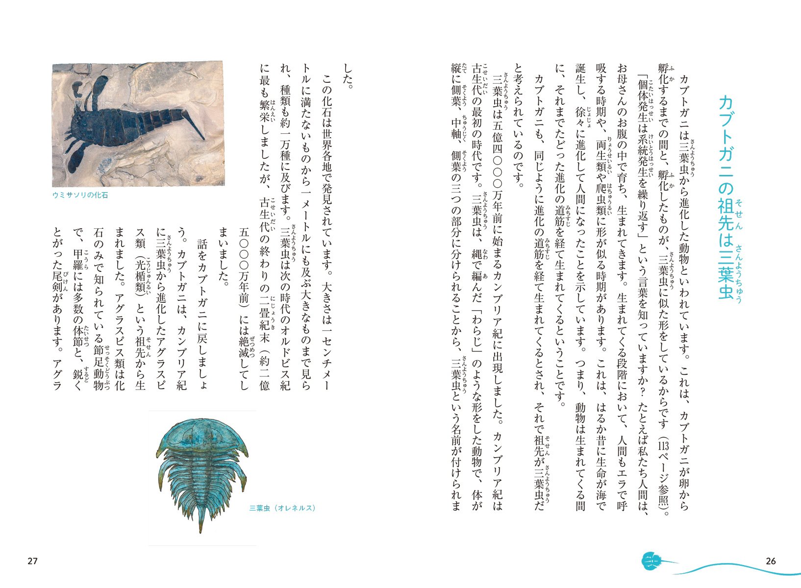 カブトガニの謎 2億年前から形を変えず生き続けたわけ 惣路 紀通 本 通販 Amazon