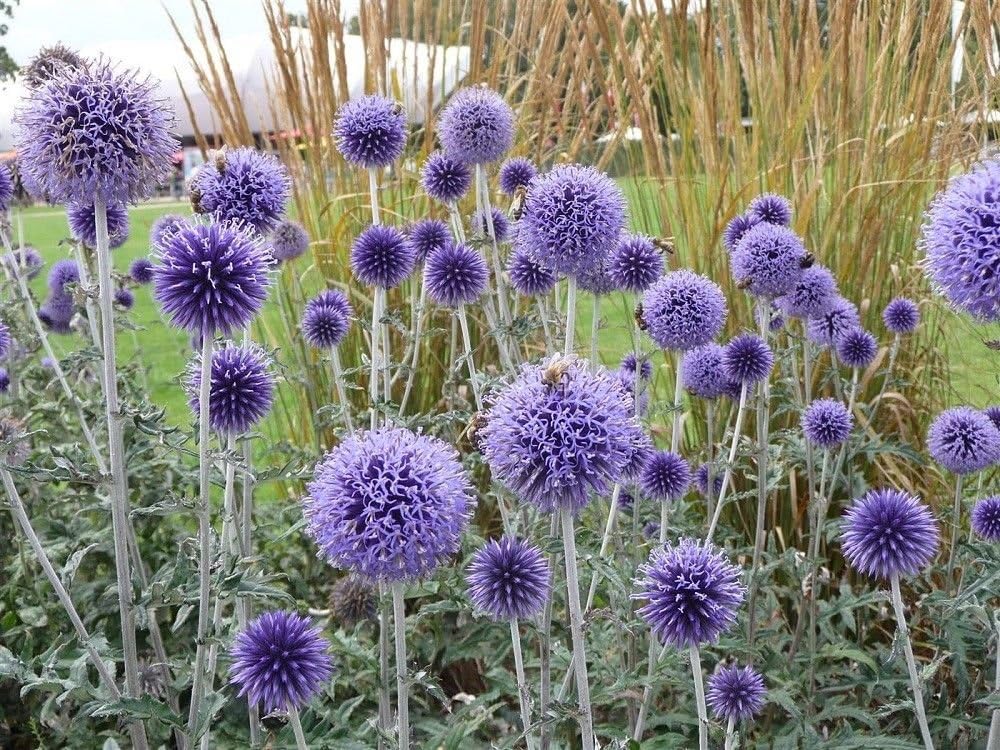 Globe Thistle Perennial 50 Seeds Echinops Ritro