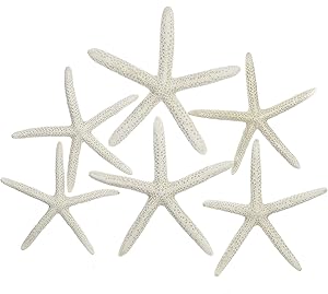 Starfish | 6 White Finger Starfish 3" to 4" | Plus Nautical eBook by Joseph Rains