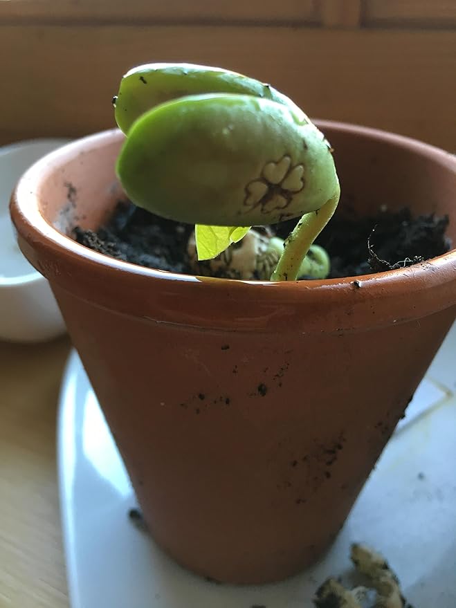 5er Set Magische Bohnen Pflanzen Geschenk Mit Deutscher Nachricht Miniatur Mit Statement Symbol Mama Papa Freunde Valentinstag Liebe Gluck Indoor Plantage Garten 5x Danke Amazon De Garten