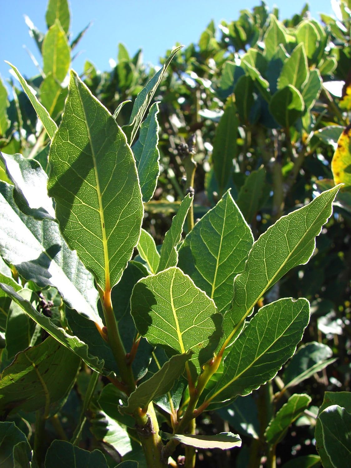 Organic Whole Bay Leaves - Fresh Picked From Laurus Tree, 2oz Bag, Free Shipping