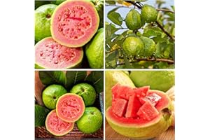 CARPET CREEPING 60+ Guava Fruit Tree Seeds for Planting Outdoors-Exotic and Delicious Tropical Fruit