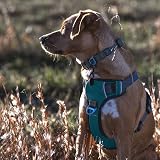 Embark Pets Urban Dog Harness No Pull Front Back Leash Clips Adjustable view 4