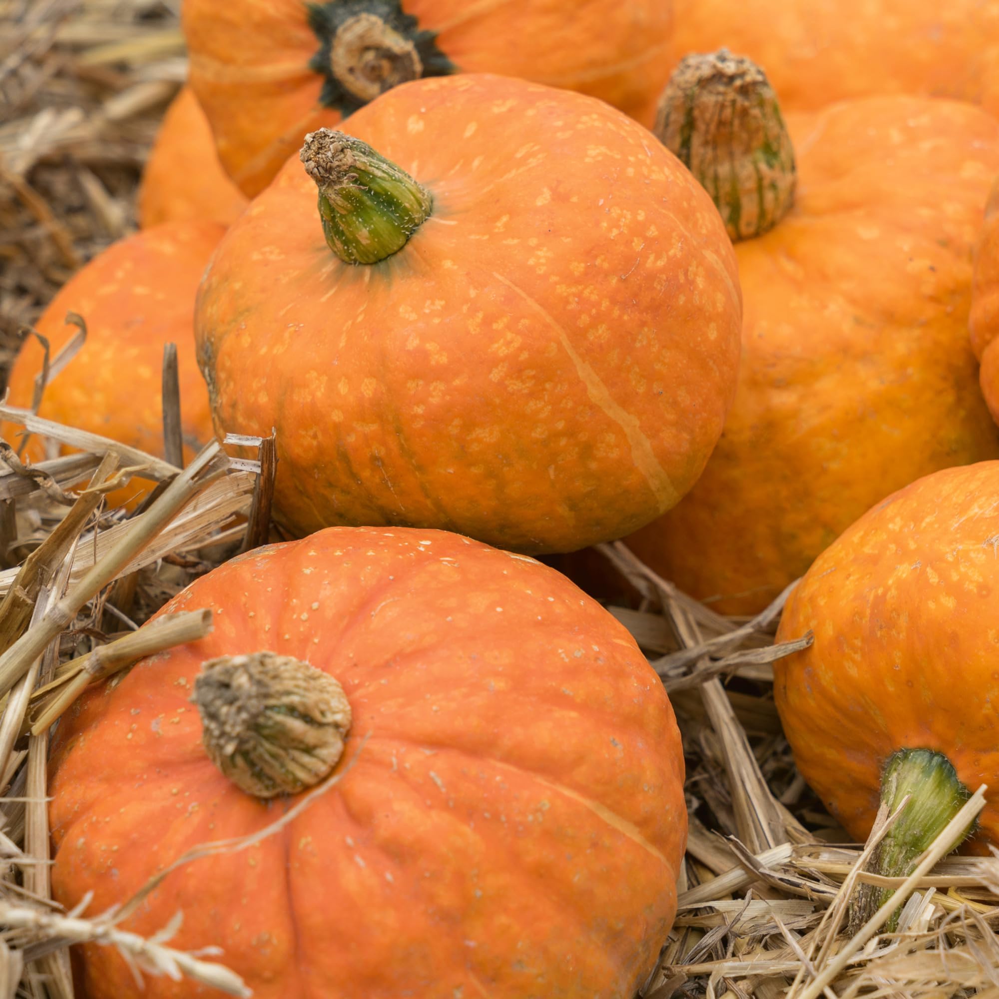 Moore Gold Winter Squash Seeds - 4 g Packet ~20