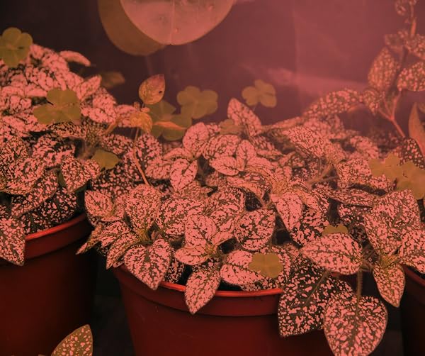 MIRACLE LED PLANT LIFE CYCLE 3-SOCKET SYNCHRONIZED GROW LIGHT KIT WITH 3 FULL SPECTRUM ABSOLUTE DAYLIGHT + BULBS AND 3 RED SPECTRUM MULTI-PLANT BULBS WITH SPROUTMATIC TIMER CONTROLS (2 PACK)