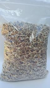 Raw Seeds Moringa Oleifera Seeds Pure Organic Non GMO 510 x view 2