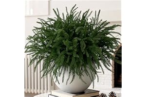 Ammyoo Artificial Norfolk Pine Stems for Christmas Decorations, 10 Pcs 18 inch Fake Pine Branches for Vases Garland Real Touch Faux Greenery Evergreen Plants for Xmas Home Decor Indoor Winter