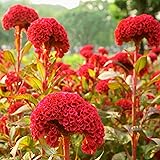 Outsidepride Carmine Cockscomb Seeds - 500 Pcs