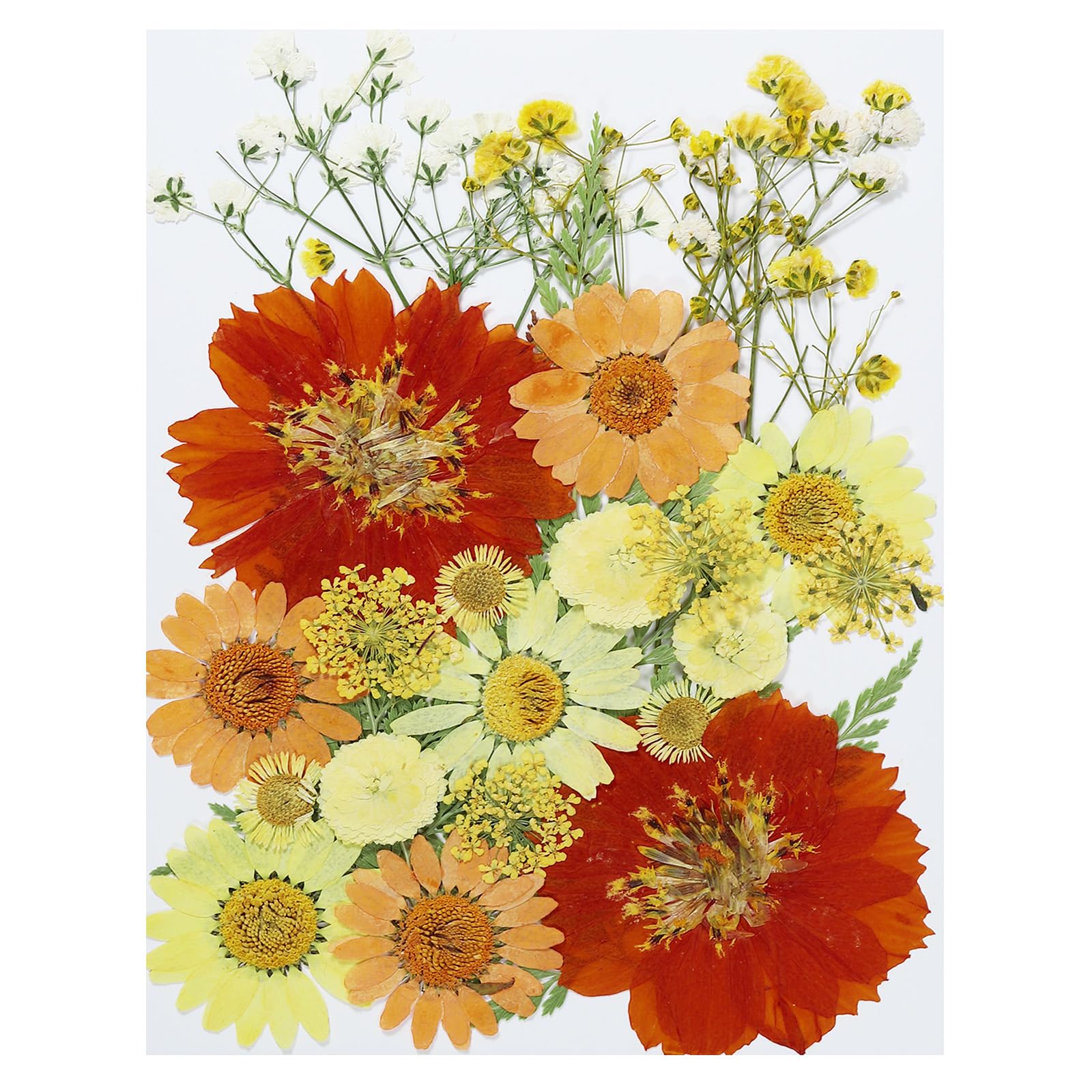 PATIKIL Dried Pressed Flowers, Natural Dried Flower Leave Assorted Real Pressed Flowers for DIY Art Crafts Resin Mold Scrapbooking, Sunflower Style
