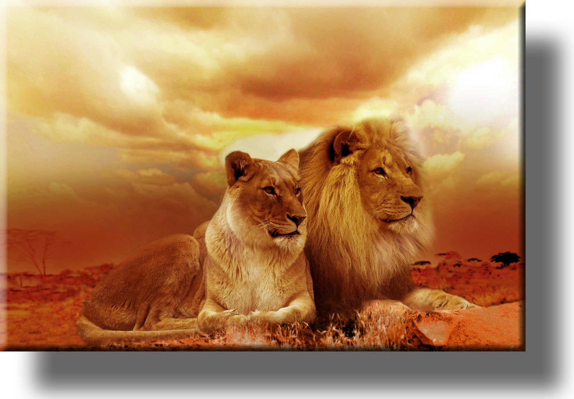 Lion and Lioness Picture on Stretched Canvas Wall Art Décor, Ready to Hang!