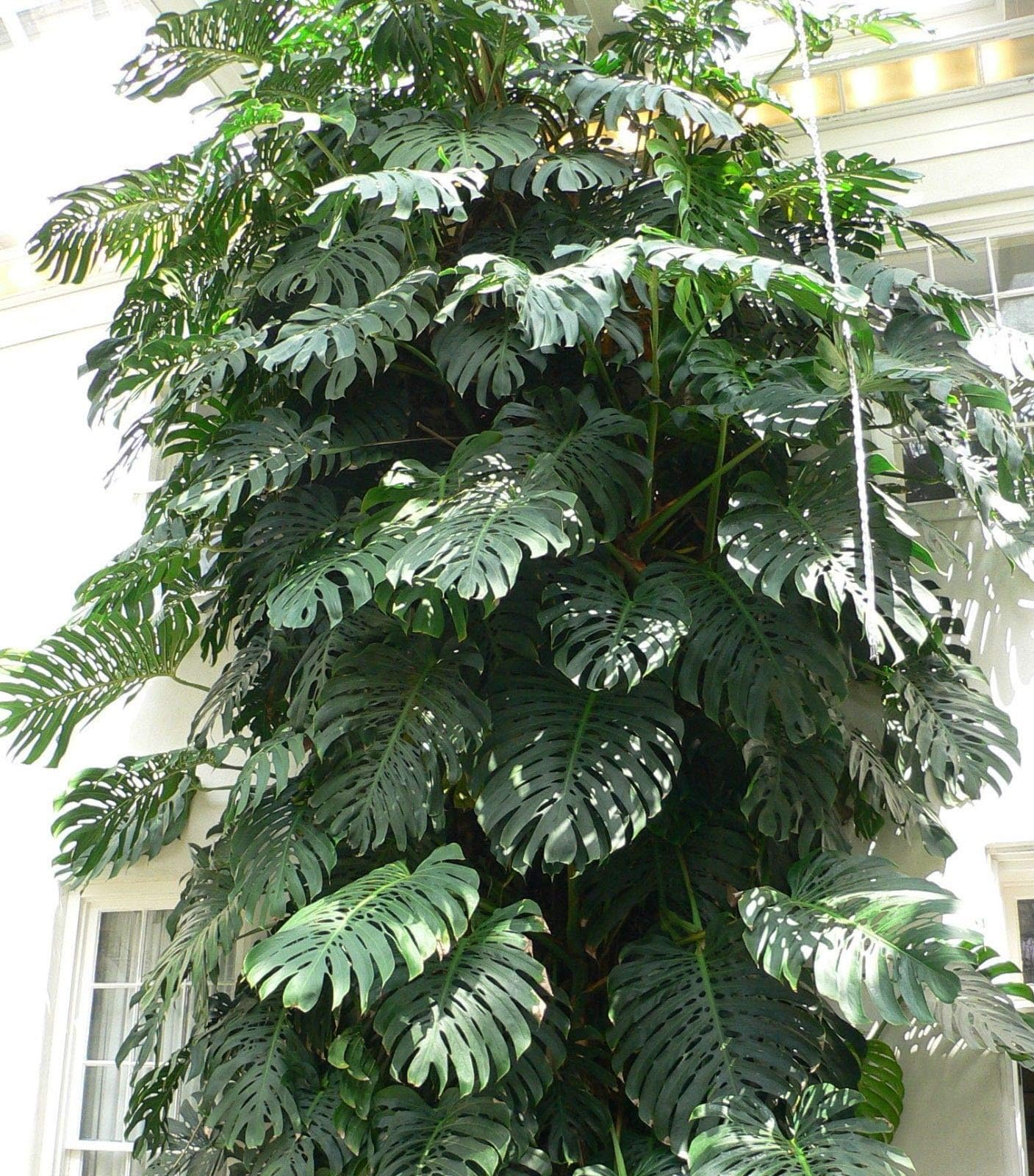 Monstera deliciosa Breadfruit - Exotic Tropical Seeds!