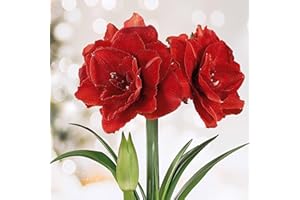 GSB GARDEN STATE BULB Garden State Bulb Red Double Amaryllis Flower Bulb, 26/28cm, Holiday Blooms! (Bag of 1)