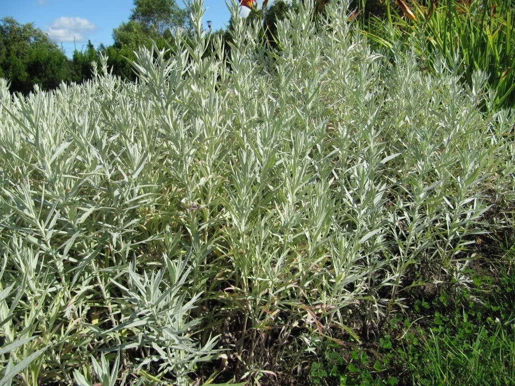 Seedville 100 Silver Sagebrush (White Sagebrush/Silver King) Artemisia