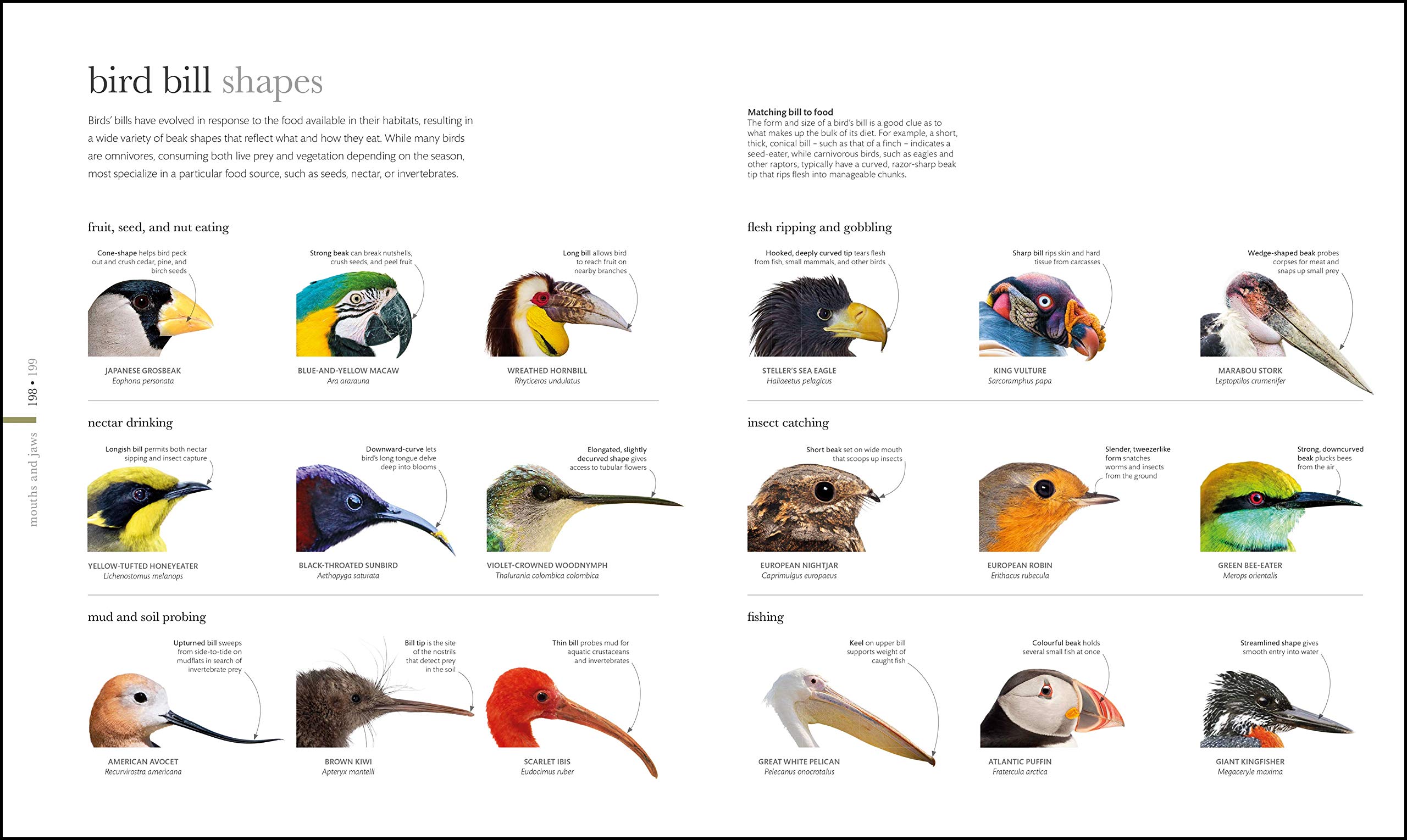 The Science of Animals: From molluscs to mammals