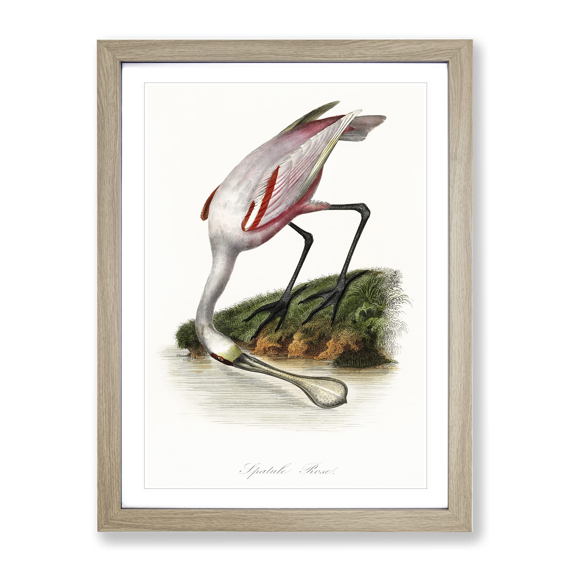 Roseate Spoonbill Bird Vintage Framed Wall Art Print, Ready to Hang Picture for Living Room Bedroom Home Office Décor, Oak A4 (34 x 25 cm)