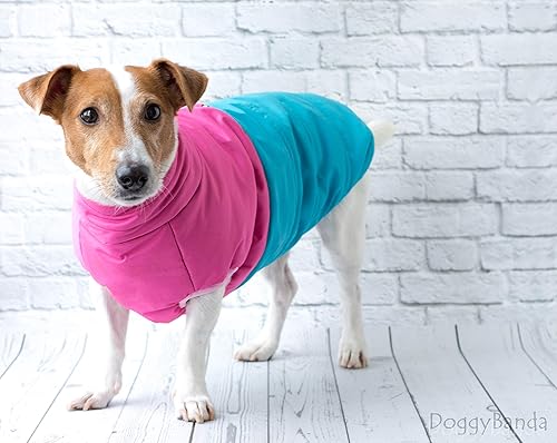 shiba inu min pin mix