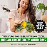 Super Ninja Fungus Gnat Killer 30 Pack Indoor Plant Traps Non-Toxic Yellow view 3