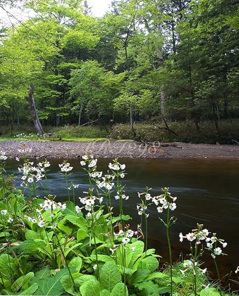 Amazon Co Jp 風景写真ポスター 栃木県 日光の名所 戦場ヶ原 奥日光に広がる日本有数の湿原 08 最高級の素材とこだわりのプリントで再現しました サイズ59 4 49cm ホーム キッチン Amazon Co Jp 風景写真ポスター 栃木県 日光の名所 戦場ヶ原 奥日光に広がる日本有数の湿原 08 最高級の素材とこだわりのプリントで再現しました サイズ59 4 49cm ホーム キッチン