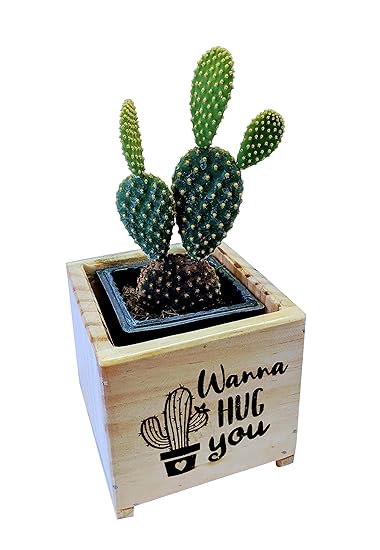 EDENZSTUDIO Small Wooden Box Planter Laser Engraved - Wanna Hug Me (Pack of 3)