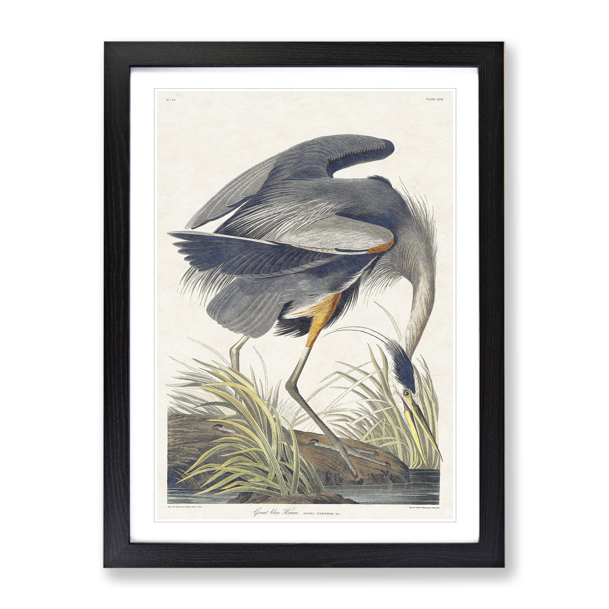 Great Blue Heron By John James Audubon Vintage Framed Wall Art Print, Ready to Hang Picture for Living Room Bedroom Home Office Décor, Black A3 (34 x 46 cm)
