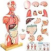 EVOTECH 2024 Newest Deluxe Human Body Anatomical Model, 33.5 Inch 12 Pcs Removable Human Torso Anatomy Model With Heart Head Skull Brain Liver Lungs - View #4