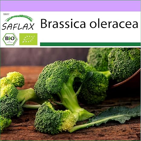 amazon brassière femme