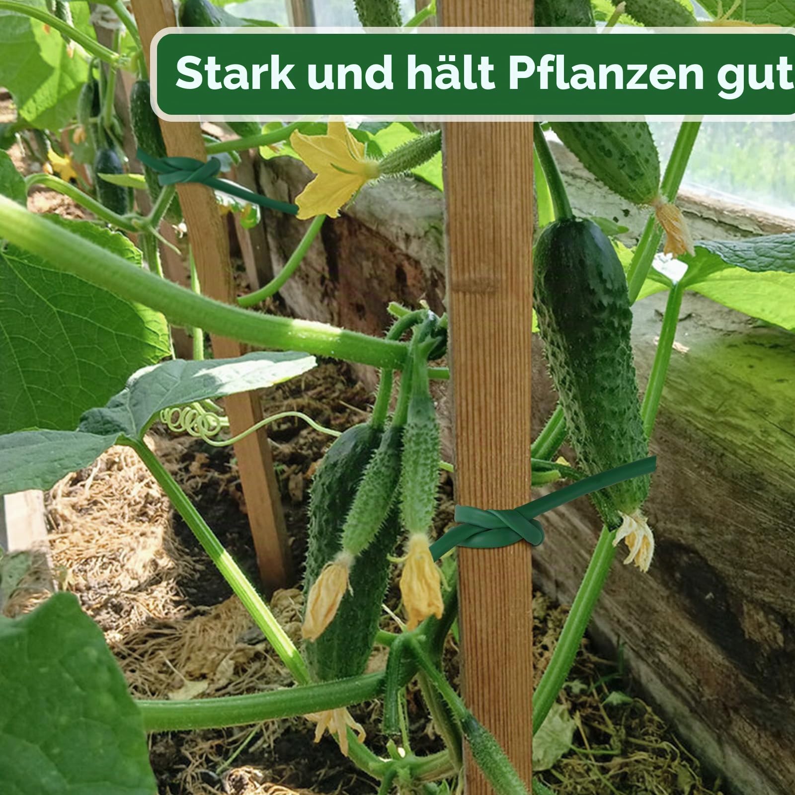 KINGLAKE Hohlschnur, Bindeschlauch 3mm x 50m, Pflanzenschnur Wetterfest Reißfest, Pflanzenbinder Plastik zum Garten Pflanzen Anbinden Tomaten Rose, Grün 5