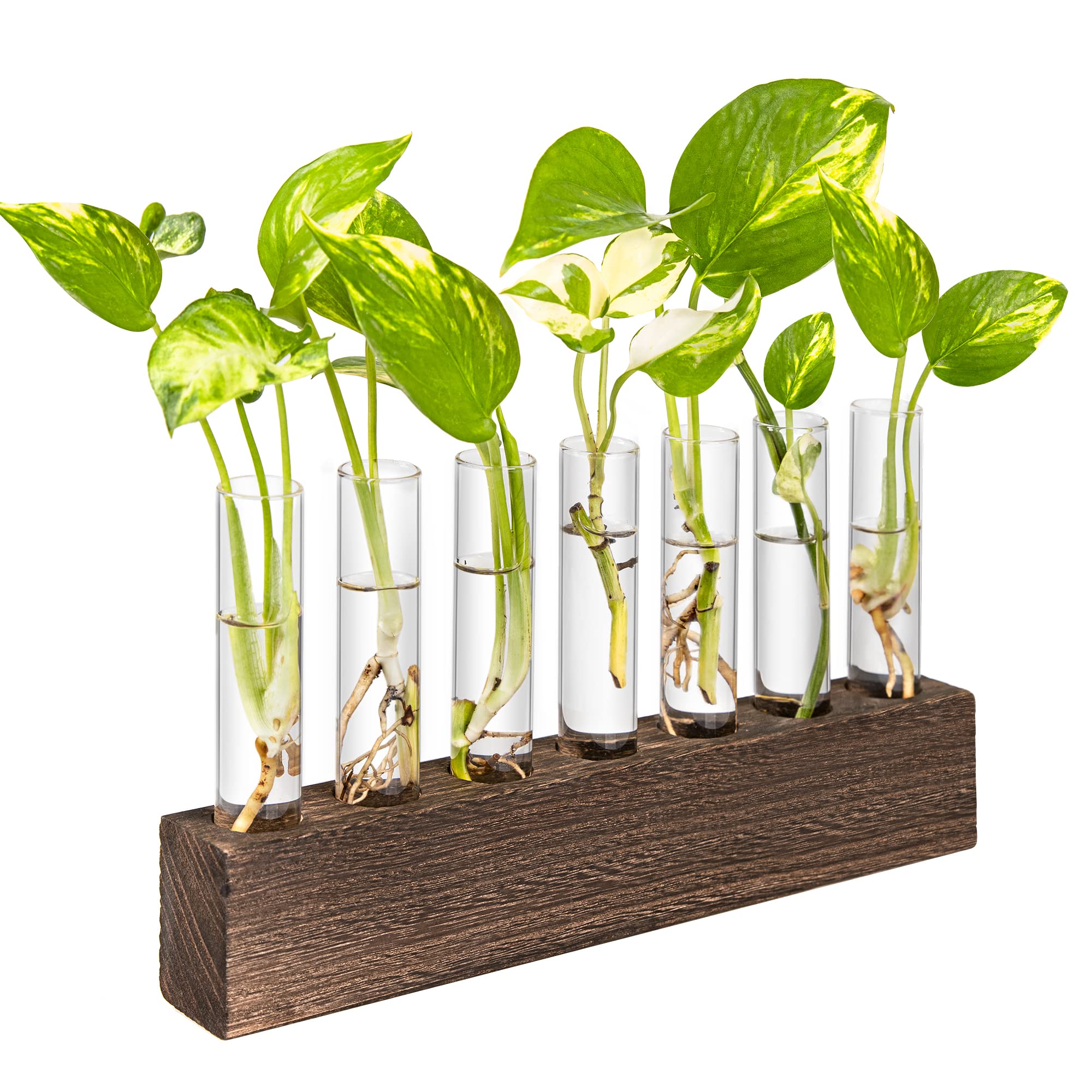 Photo 1 of KAXYEW Desktop Glass Plant Propagation Station Test Tube Plant Terrarium in Wooden Stand for Hydroponic Plants Cutting Office Home Decoration