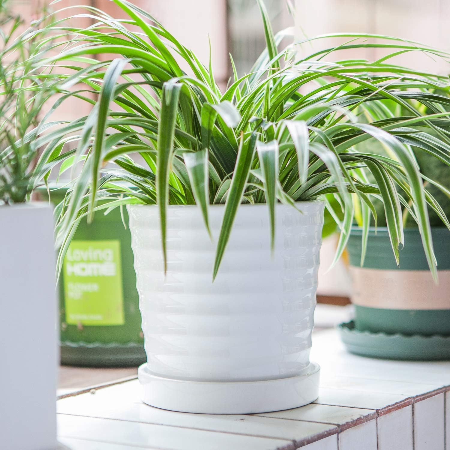 Flower Pots,6 Inch Succulent Pots with Drinage,Indoor Round Planter Pots with Saucer,White Cactus Planters with Hole,Outdoor Graden Pots 4 Pack: Garden & Outdoor