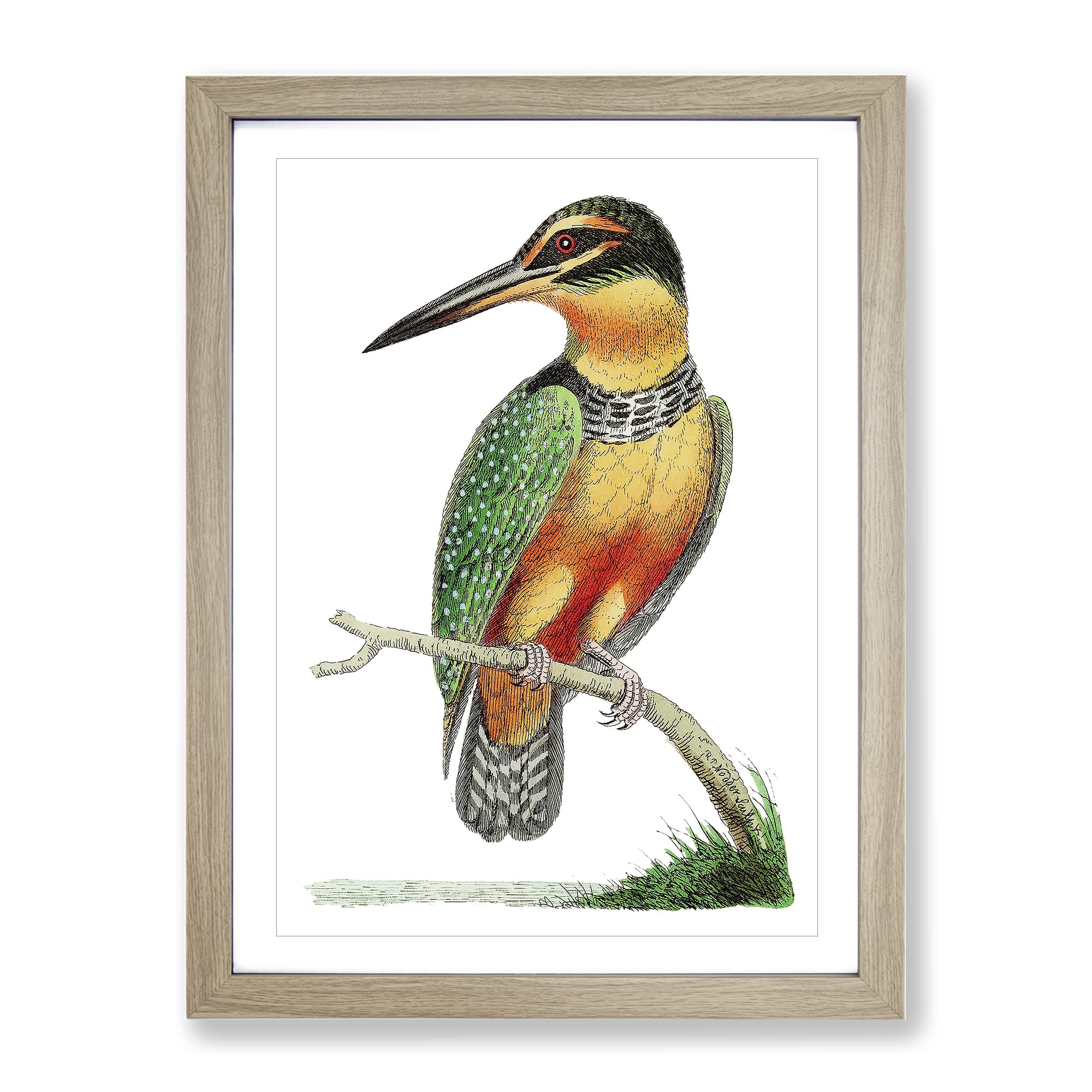 Spotted Kingfisher By George Shaw Vintage Framed Wall Art Print, Ready to Hang Picture for Living Room Bedroom Home Office Décor, Oak A4 (34 x 25 cm)