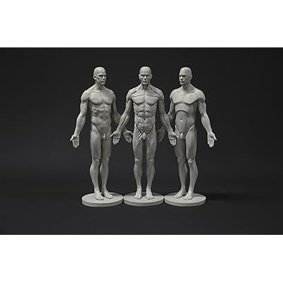 3dtotal Male Anatomy Figure - 11-inch Grey Resin Artist Reference Model For Drawing & Sculpting