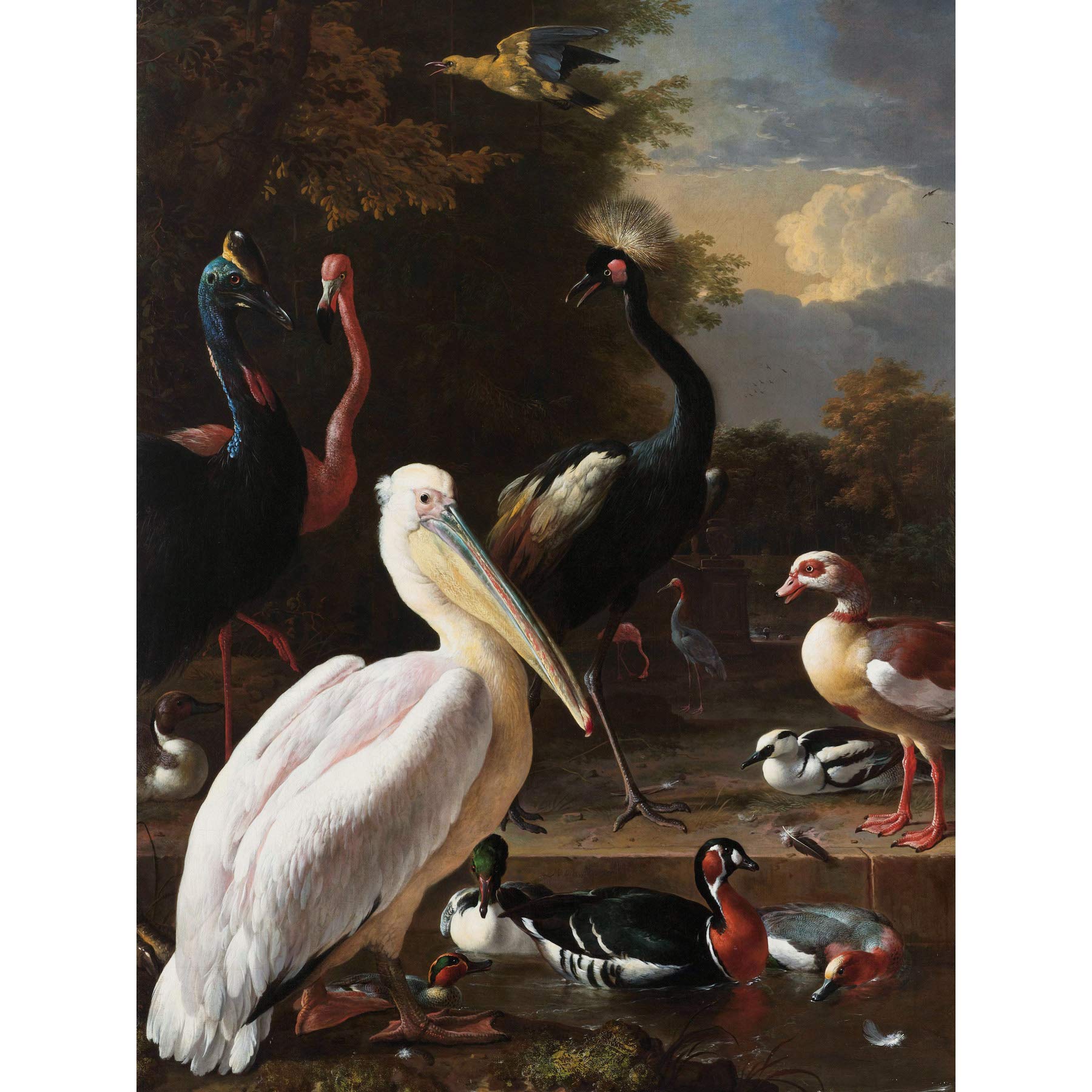 Artery8 Hondecoeter Pelican Birds Pool Floating Feather Large Wall Art Poster Print Thick Paper 18X24 Inch
