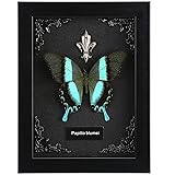 Real Butterfly Framed Butterfly Taxidermy