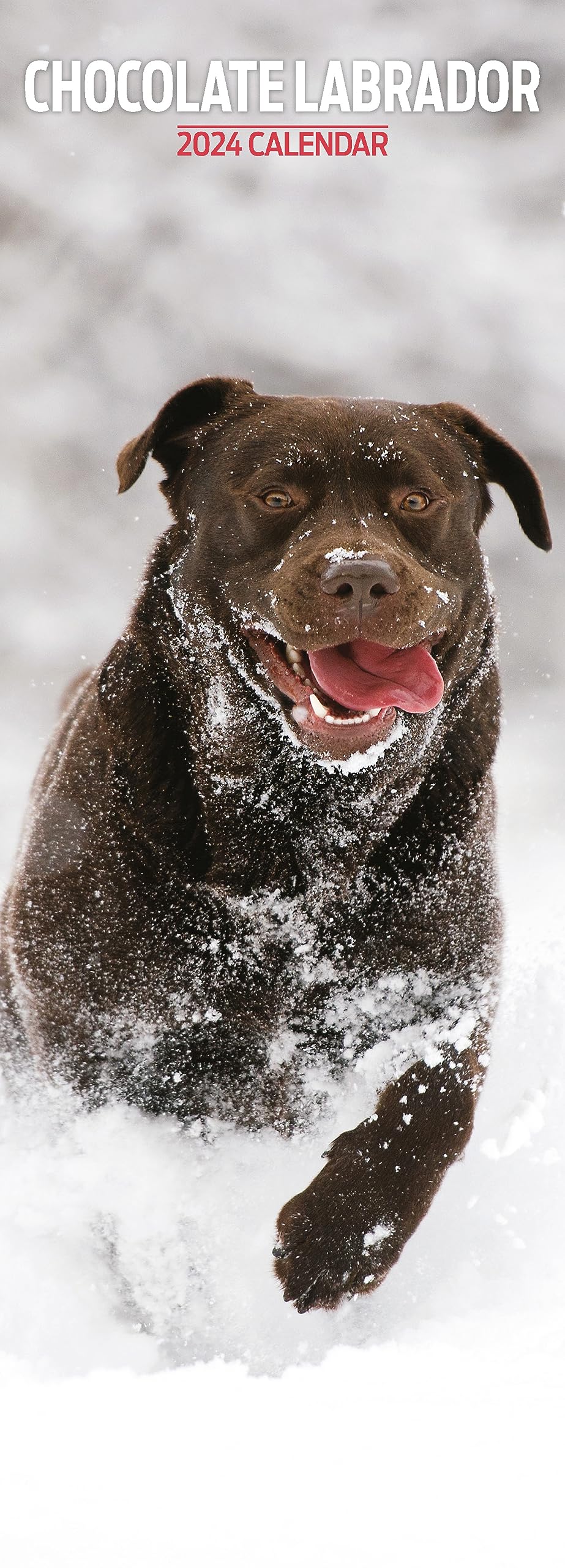 Labrador Chocolate Slim 2024 Calendar