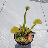 Large Sized Live 'Towering Giant' Venus Flytrap (Fly Trap Carnivorous Plants) Dionaea 3 inch Pot