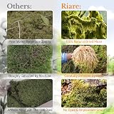 Riare 300g Natural Sphagnum Moss for Plants 12L Long-Fibered Orchid Moss view 5