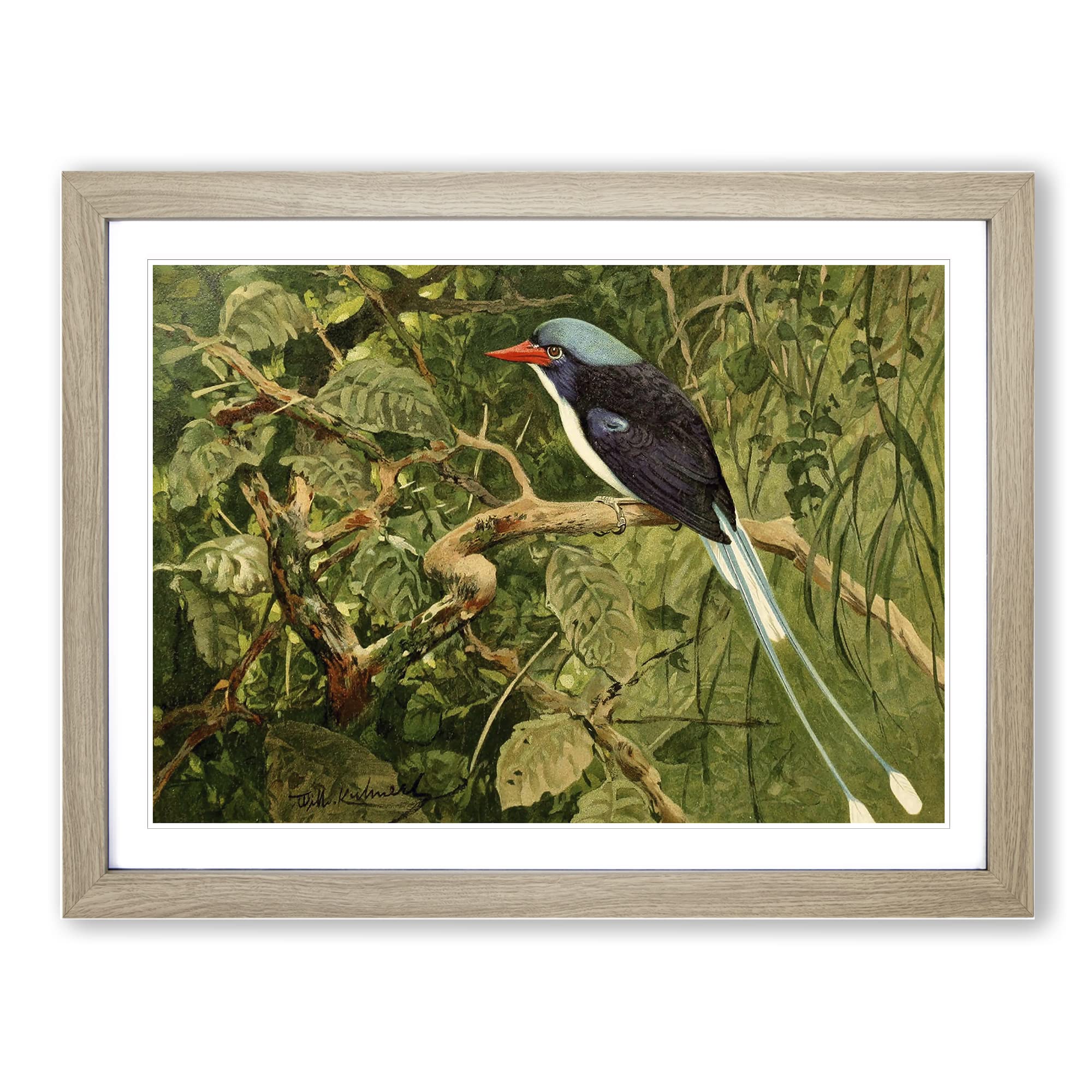 W Kuhnert Paradise Kingfisher Vintage Framed Wall Art Print, Ready to Hang Picture for Living Room Bedroom Home Office Décor, Oak A4 (34 x 25 cm)
