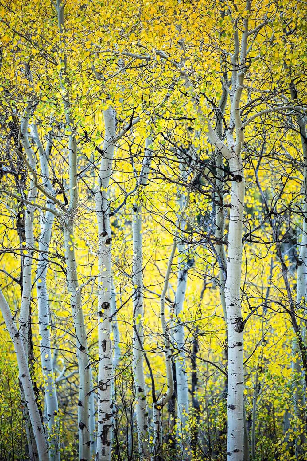 Photographs - Nature Photography Print (Not Framed) Vertical Picture of Aspen Trees on Autumn Day in Colorado Forest Wall Art Rocky Mountain Decor 4x6 to 40x60