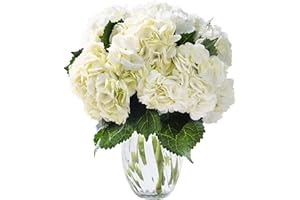 KaBloom Flowers - Beauty Bouquet of 6 White Hydrangeas with Vase - Gift for Birthday, Sympathy, Anniversary,Thank You, Valentine, Mother’s Day Fresh Flowers